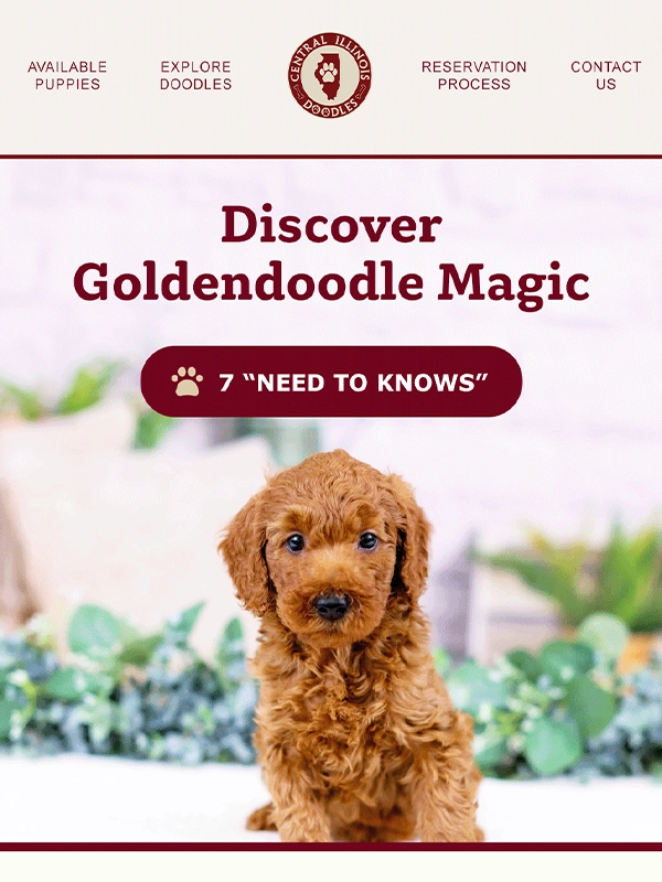 Example of how we used audience segmentation to target Goldendoodle fans in the Central Illinois Doodles consumer base. 